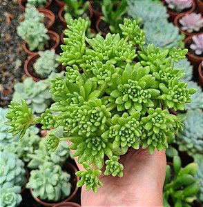 S. HIRSUTUM POTE 9