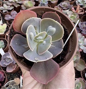 E. GIBB. JUNKO POTE 9