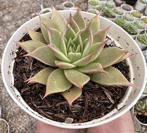 E. RED FLAME POTE 9