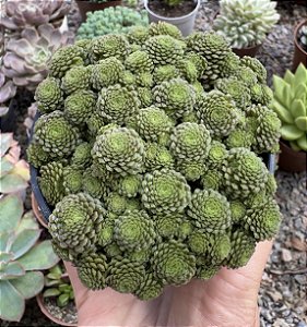 MONANTES POLYPHYLLA POTE 9