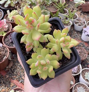 S. CUSPIDATUM POTE 7