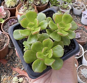 E. MULTICAULIS POTE 7