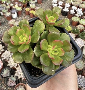 E. MULTICAULIS POTE 7