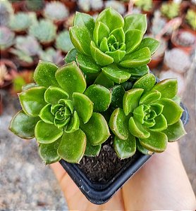 S. LETIZIA POTE 7