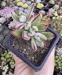 E. PULVINATA RUBY POTE 7