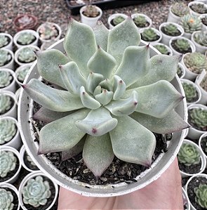 E. OLIVINE POTE 9