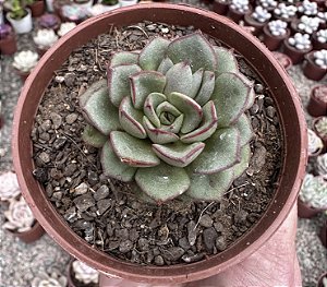 E. MORANI  POTE 9