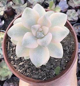 GRAP. VICTOR KANE VAR. POTE 9