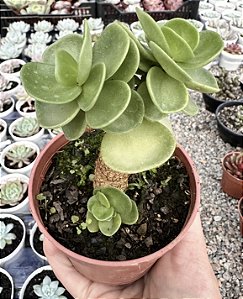 PORTULACA MOLOKINIENSIS POTE 9