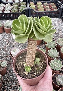 PORTULACA MOLOKINIENSIS POTE 9