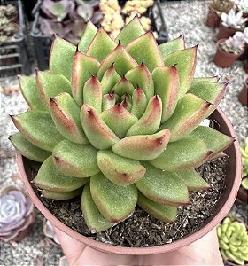 E. WATER LILY POTE 9
