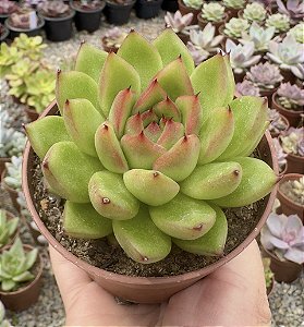 E. WATER LILY POTE 9