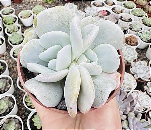E. EXOTIC POTE 9