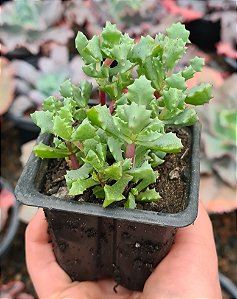 OSCULARIA DELTOIDES POTE 7