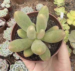 P. FITTKAUI POTE 9
