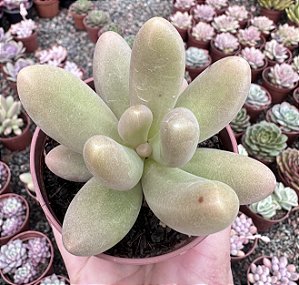 P. FITTKAUI POTE 9