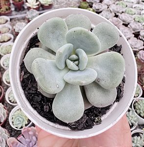 E. SETOSA OTEROI X LAUII POTE 9
