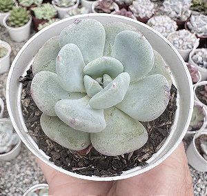 E. SETOSA OTEROI X LAUII POTE 9