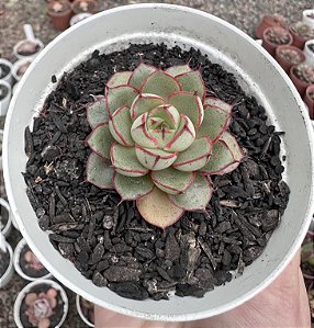 E. AGITA ROSE  POTE 9