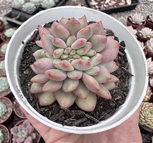 E. ARIEL CRISTATA POTE 9