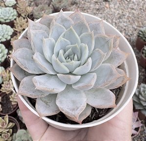 E. ZONNESTRAAL POTE 9