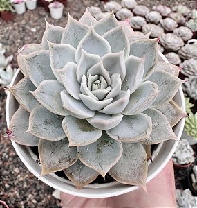 E. ZONNESTRAAL POTE 9