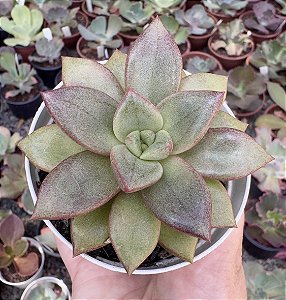 XGRAP. ARALUEN GEM POTE 9