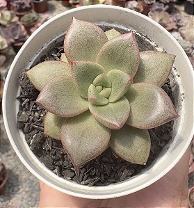 XGRAP. ARALUEN GEM POTE 9