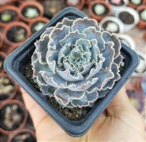E. SHAVIANA POTE 7