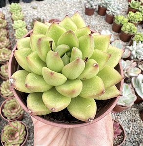 E. EBONY GREEN POTE 9