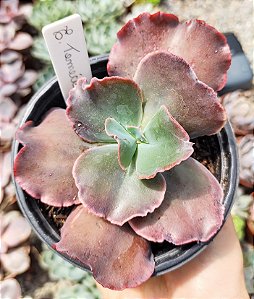 E. GIBB. TEMECULA POTE 11