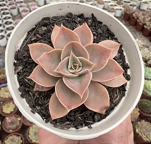 E. FAIRY ROSE POTE 9