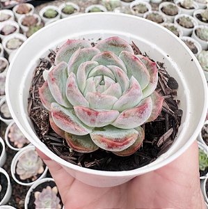 E. PREMERA POTE 9