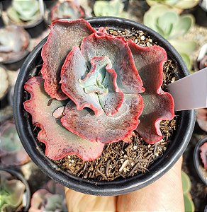 E. GIBB. PHOENIX POTE 11