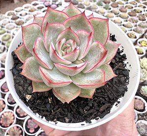 E. MEXENSIS POTE 9