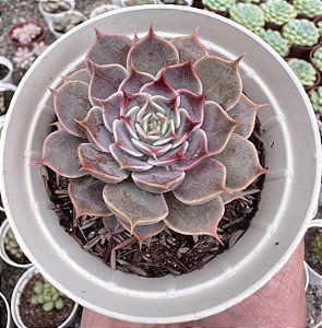 E. FANTASY ROSE POTE 9