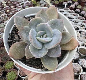 E. NIVEA POTE 9
