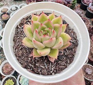 E. ROMEO X LILACINA POTE 9