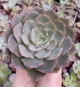 E. PURPLE CHARLOTTE POTE 9