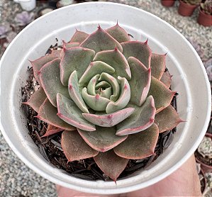 E. PURPLE CHARLOTTE POTE 9