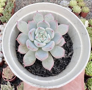 E. PRISCILA POTE 9