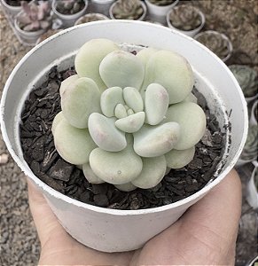 E. CUTE PEACH POTE 9