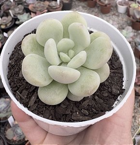 E. CUTE PEACH POTE 9