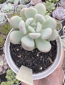 E. CUTE PEACH POTE 9