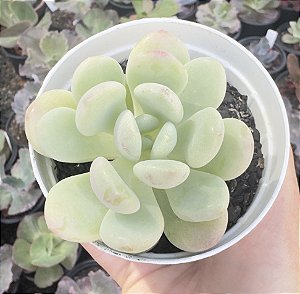 E. CUTE PEACH POTE 9