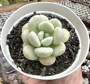 E. CUTE PEACH  POTE 9