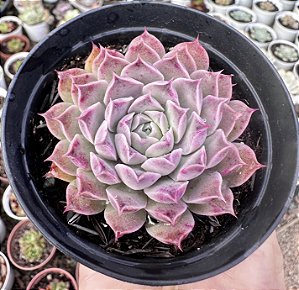 E. HALBINGERI POTE 9