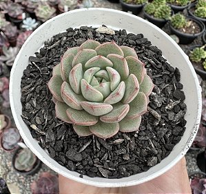 E. DAWN DEW  POTE 9