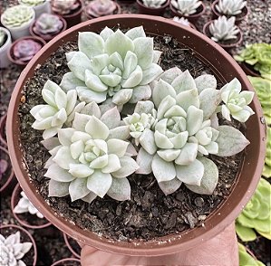 E. PROLIFICA VAR. POTE 9