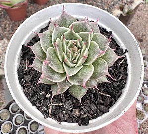GRAP. SWEET FLAME POTE 9